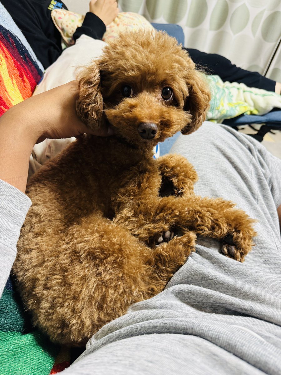 rinrinwan0127's tweet photo. トリミングでイメチェン
かわいい😍 https://t.co/HKLYGDzGV3