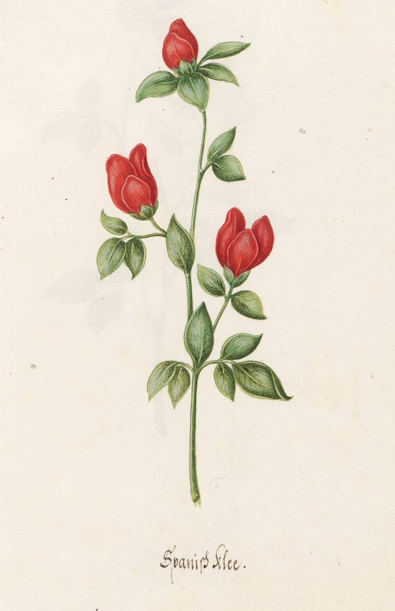 Magdalena Rosina Funck (1672–1695) tenía 20 años cuando terminó "Blumenbuch" (Libro de flores). 
Aunque su vida es aún un misterio, sabemos que nació en Núremberg, ciudad que impulsó a numerosas artistas botánicas como Maria Sibylla Merian.
Su obra recogía 297 especies de flores.