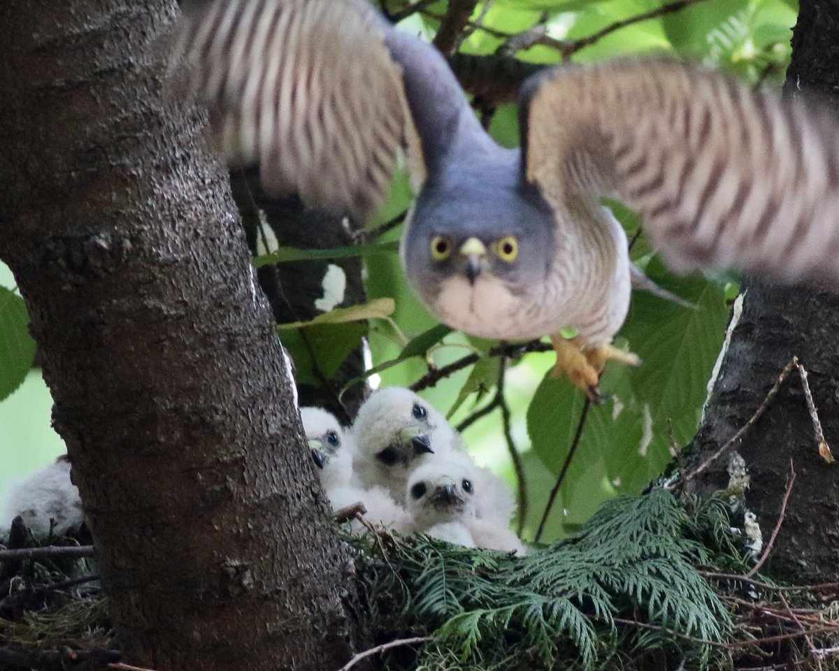 ツミっ子たちの写真が人気なので。4羽いたのです。