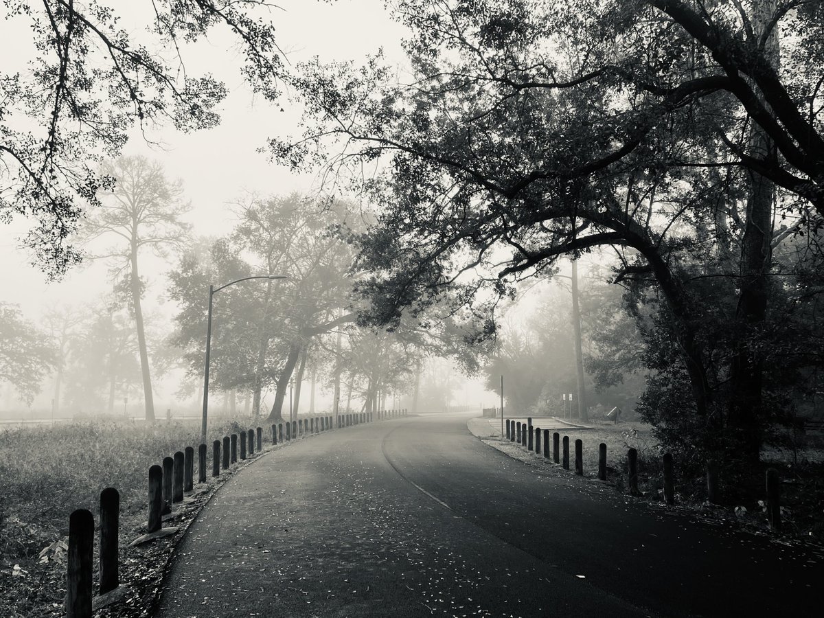 En la niebla