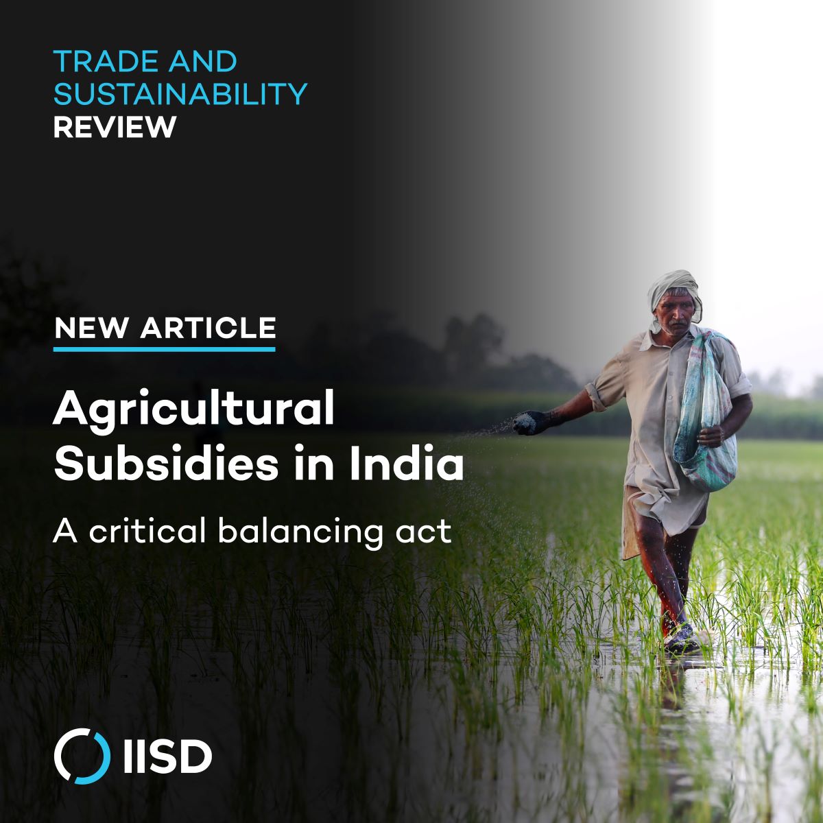 Since the 1960s, agricultural subsidies have boosted #foodsecurity, farmer incomes &amp; productivity in India 🌾📈  

In this new article, Ranja Sengupta from <a href="/3rdworldnetwork/">Third World Network</a> examines their impact and calls for careful policy reforms: bit.ly/4f4PzVq