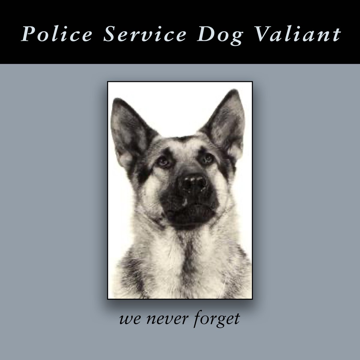 AdamPalmerRCMP's tweet photo. We #NeverForget #VPD Police Service Dog 'Valiant' who was shot &amp; killed 57 yrs ago today in the 1400 Nelson St while apprehending a prison escapee (convicted murderer) with his partner, Cst Mike Wellman @VPDCanine #PoliceK9 #GSD @VancouverPD-Valiant St is named after our #K9Hero https://t.co/8E2DmRYA1J