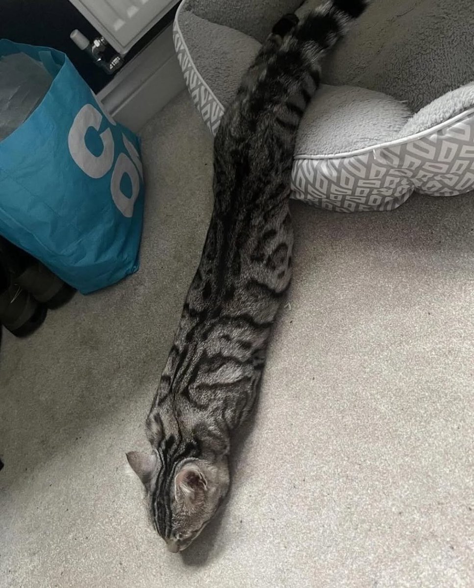 catshealdeprsn's tweet image. 🐍