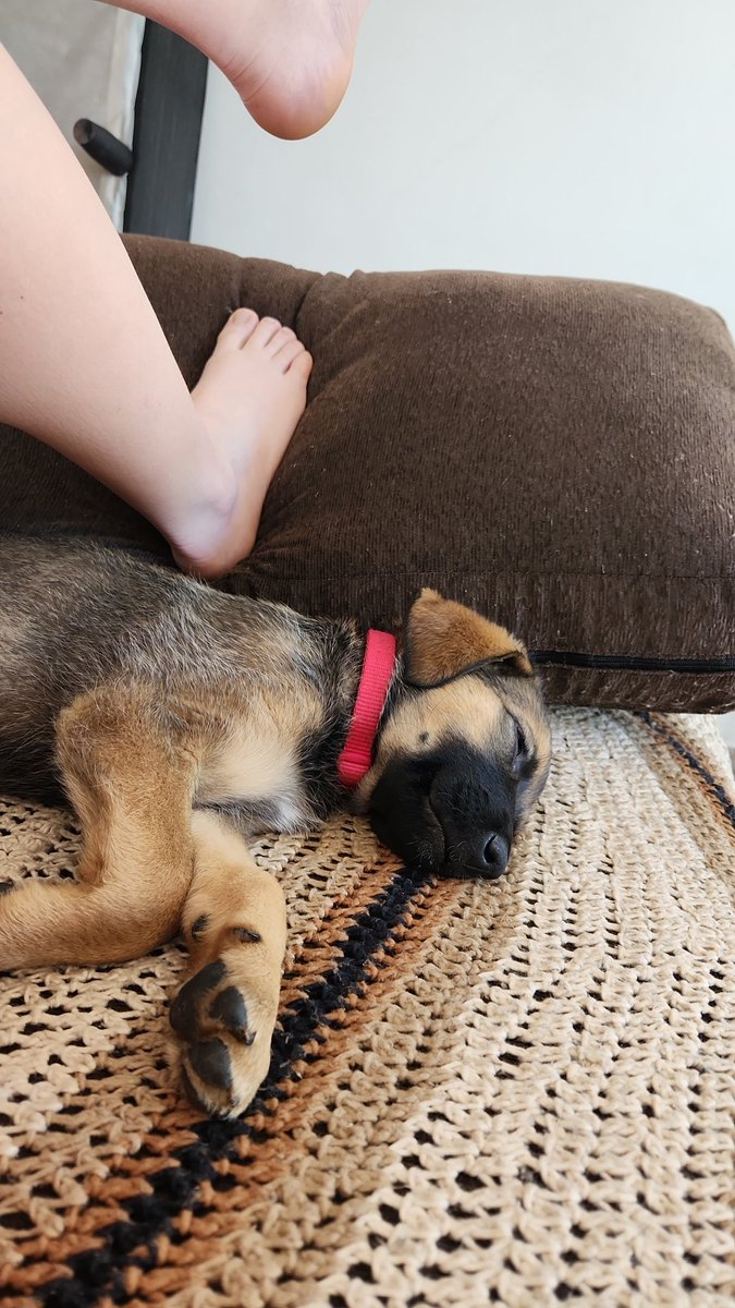 Nicole_Reck's tweet photo. 1era foto:
Así descansa un perro que atravesó las barreras de la escalera y arremetio a la cama nuestra a las 6 am en un acto de extrema felicidad y violencia.
2da foto:
Así descansa el cerebro de la hazaña. https://t.co/Hl2H6mTyyd