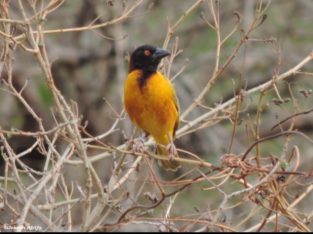 Village Weaver (Ploceus cucullatus).

An Afro-tropic species that is widely spread and abundant across its range.
They feed mainly on seeds.

Village Weavers forage and roost in large groups. Their colonies can hold over 100 nests. 

📷: <a href="/SIR_JOE11/">Joseph Kwasi Afrifa</a>
#CitizenScience