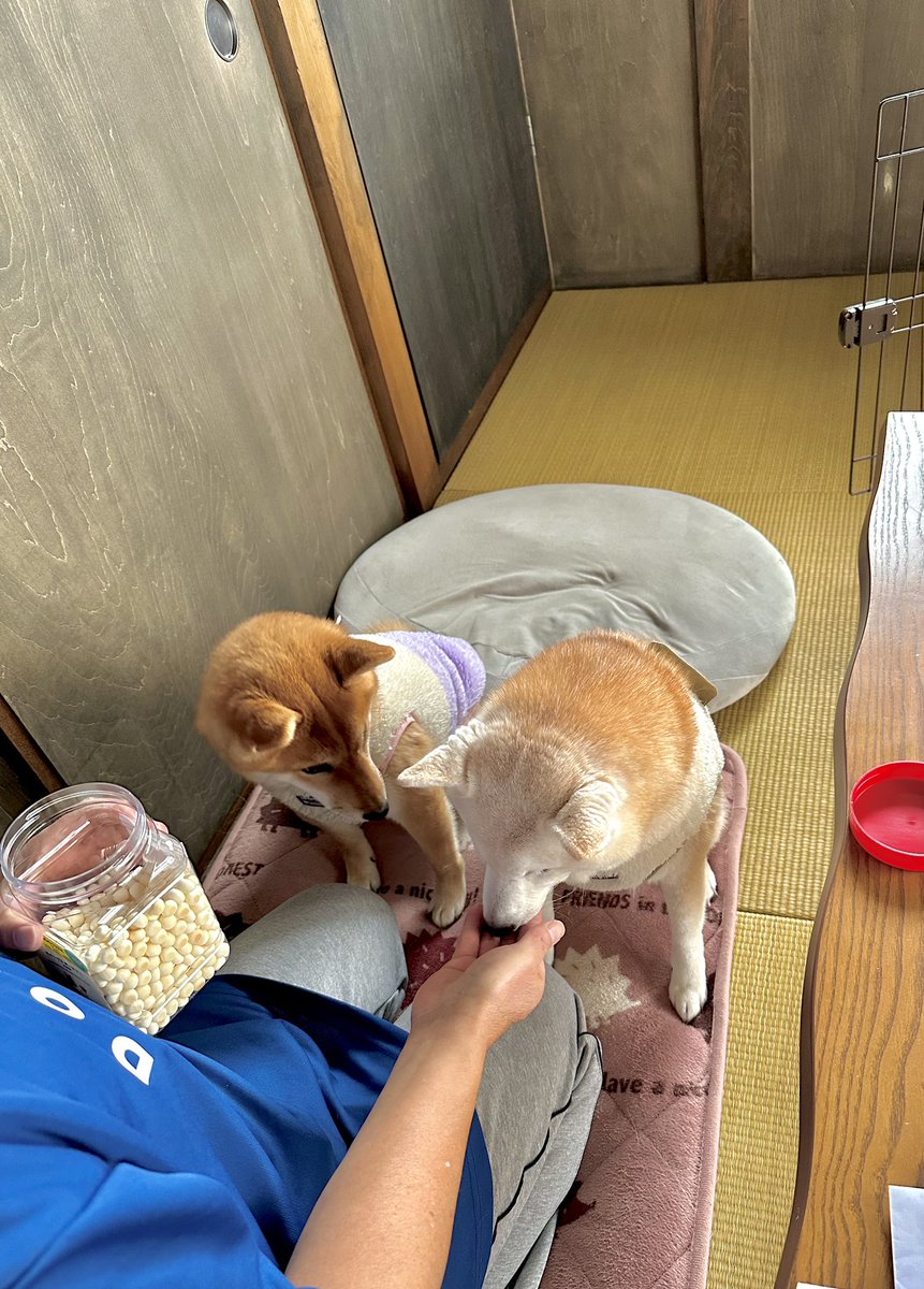 Aggregatlugh's tweet photo. まめねーちゃん
美味いんか😋 https://t.co/lFbPL9GTqi