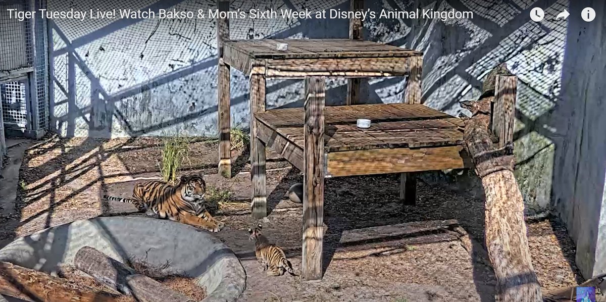 BaksoOnETH's tweet photo. 🐯🐯🐯 TIGER TUESDAY LIVE 🐯🐯🐯
🐯 Bakso has made a new step in his life, has left his home and is sunbathing outside, playing in the open space outside. He is very active and eager to learn about the new world around him. Bakso's adventure has just begun, everything good is still ahead, let's believe in our $Bakso.