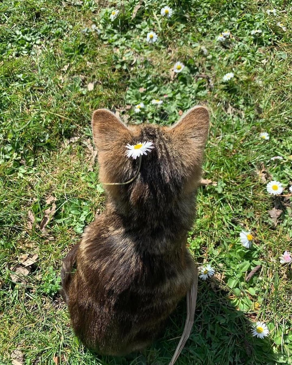 WeAssessCats's tweet photo. 🌸 https://t.co/yH7xkTGwf4