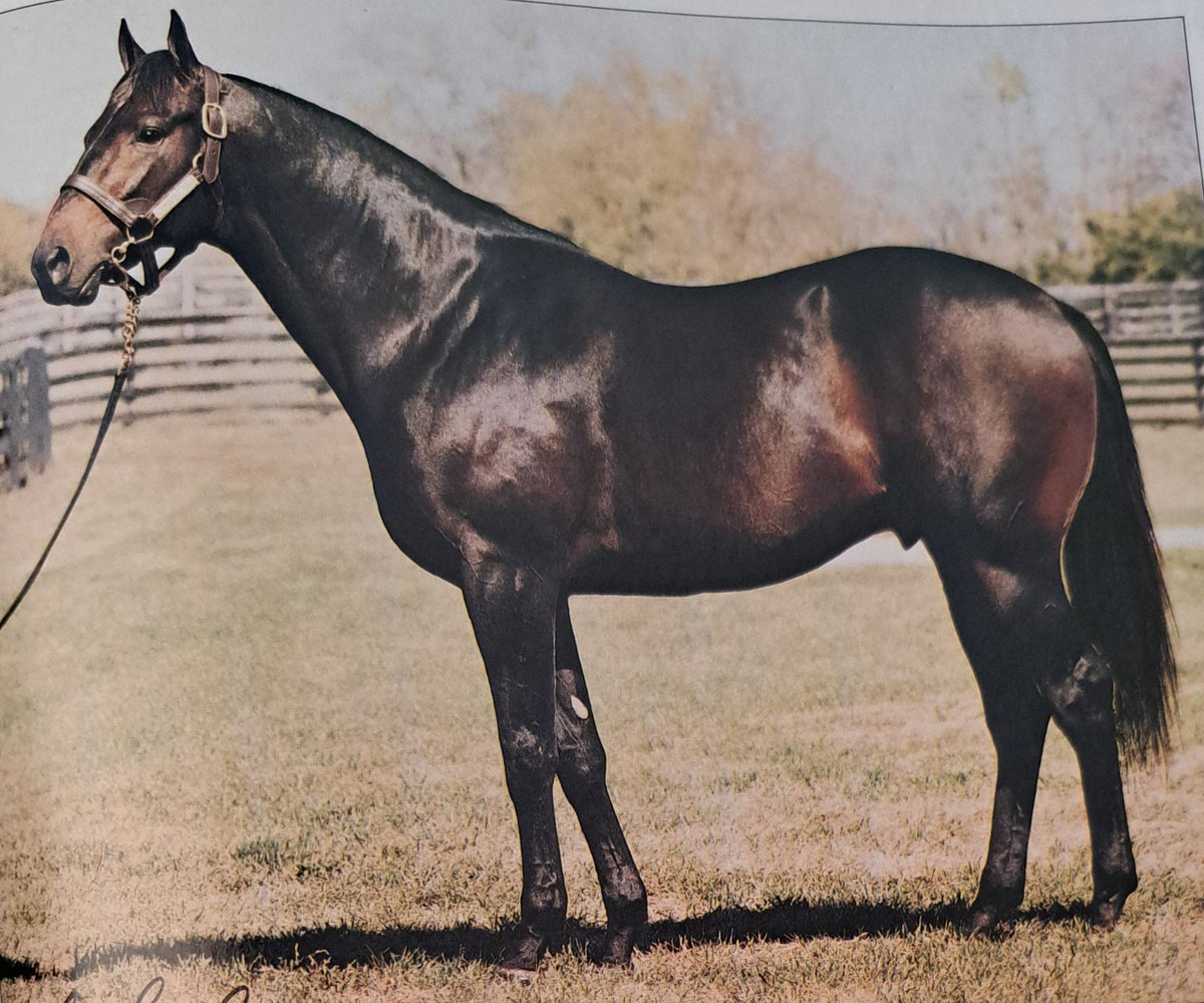 HORSERACING1002's tweet photo. TOUGH CALL🇺🇸1994
(DEPUTY MINISTER -REMINISCING BY NEVER BEND)#ToughCall
B/ Louis E. Wolfson & Ethel D. Jacobs (Ky)March 17, 1994
O/ William Farish, Edward K. Gaylord II
T/ Neil J. Howard
FTSAUG $400,000
KEENOV $46,000
8-1-3-2---$52,728
Winner at Churchill Downs
Stood Mare Haven Farm, Illinois Stud, Sired, Madame Rose, One Wink, Tough Beth, Tough Joe, Tuff Man Dan,