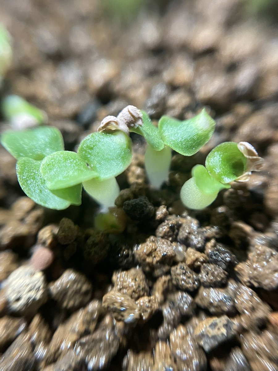 maculata_c's tweet photo. ドルステニア ヒルデブランドティー
実生
発芽良好

親株は花はたくさん付くけど
なかなか受粉しない… https://t.co/6Uw2qfL4Ak