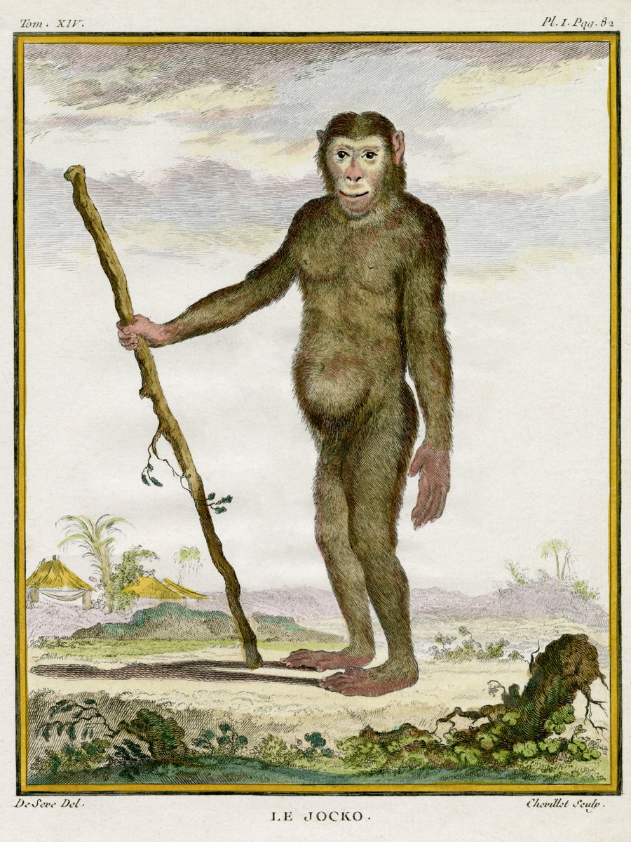 TerenceKerr5's tweet image. #Jocko #WildlifeWednesday #NaturalHistory #18thcentury #Buffon

‘Le Jocko’, chimpanzee or other great ape. Engraving created for French naturalist, Georges-Louis Leclerc, Comte de Buffon (1707-1788), from a drawing by French wildlife artist, Jacques Henri E. De Sève