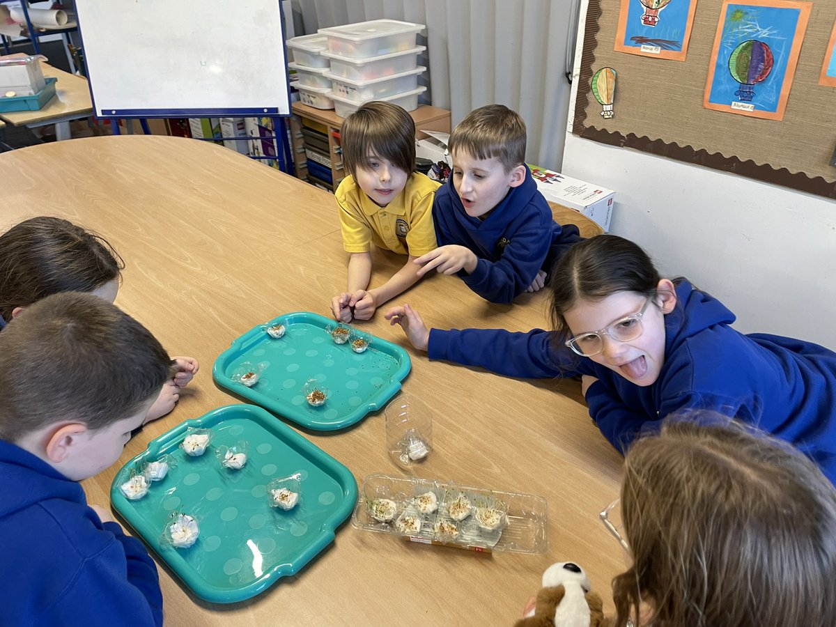sandaigprimary's tweet image. P4 STEM group checking in the growth of the cress seeds grown under different conditions 🌱 @GSC1 #GSCLearningLab @STEMGlasgow @Jane_Arthur_
@Doug.GCC 
@STEMLearninguk
@RAISEScotland
@EdScotSciences
@NASAEarthData