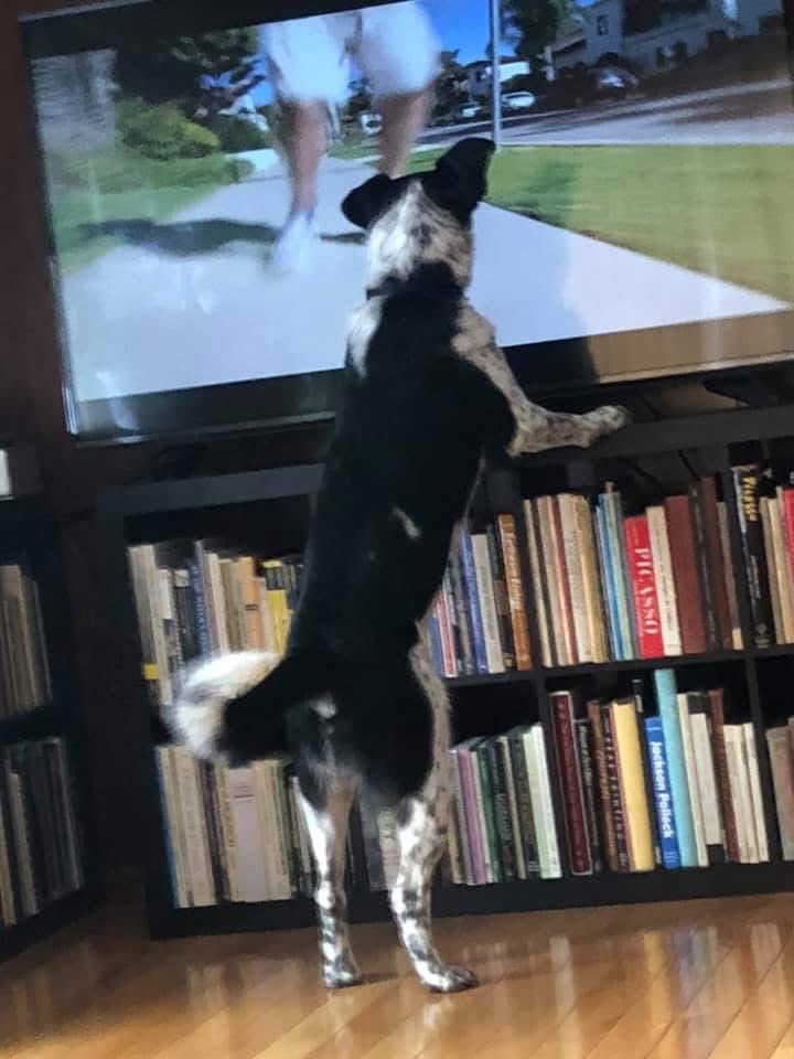 Jaspercoin_'s tweet photo. Jasper watching “The Dog whisperer” https://t.co/4bO48bM95m