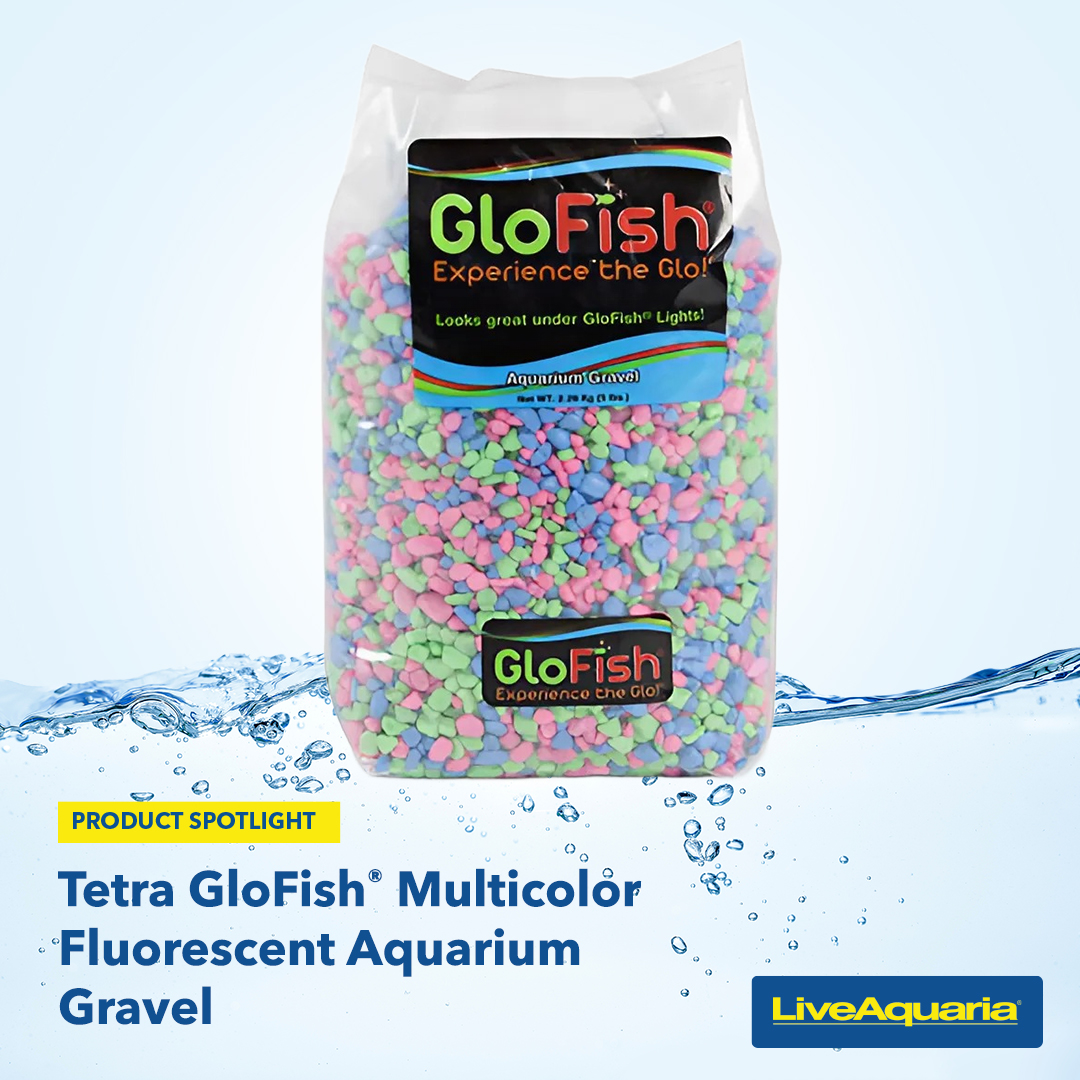 LiveAquaria's tweet image. Prepare to be amazed! The perfect complement for your GloFish® aquarium? Tetra GloFish® Multicolor Fluorescent Aquarium Gravel in 5-pound bags. The gravel is particularly eye-catching under blue lighting.
bit.ly/41vHZ2S
#tetra #glofish #aquariumgravel #aquariumsubstrate
