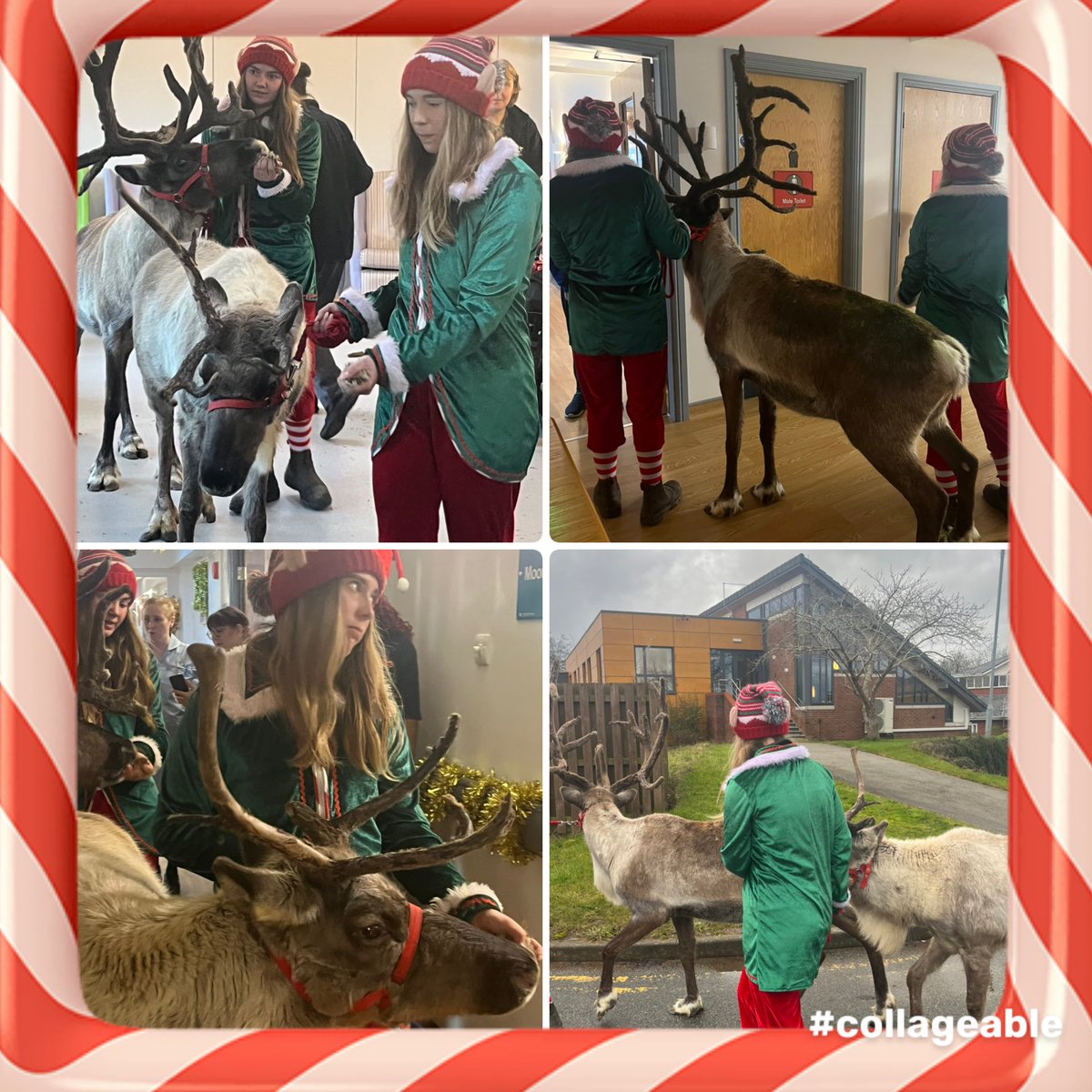 marks_kath's tweet photo. A lovely visit from the Reindeers today on IPS. The patients and families loved feeding them and having photos. 
Thankyou Dancer and Dasher!  @DougieMacStoke https://t.co/cySusffG7M