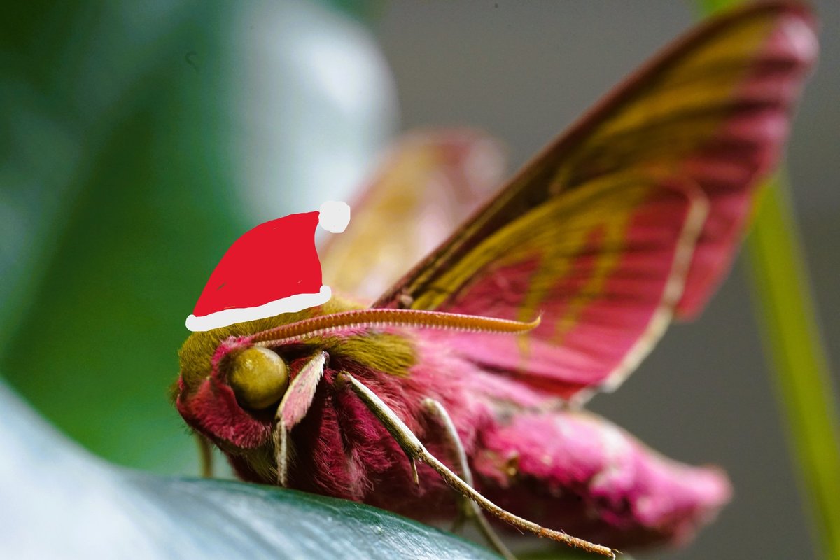 Visual Insect Neuroeth. @insect-vision.bsky.social tweet media