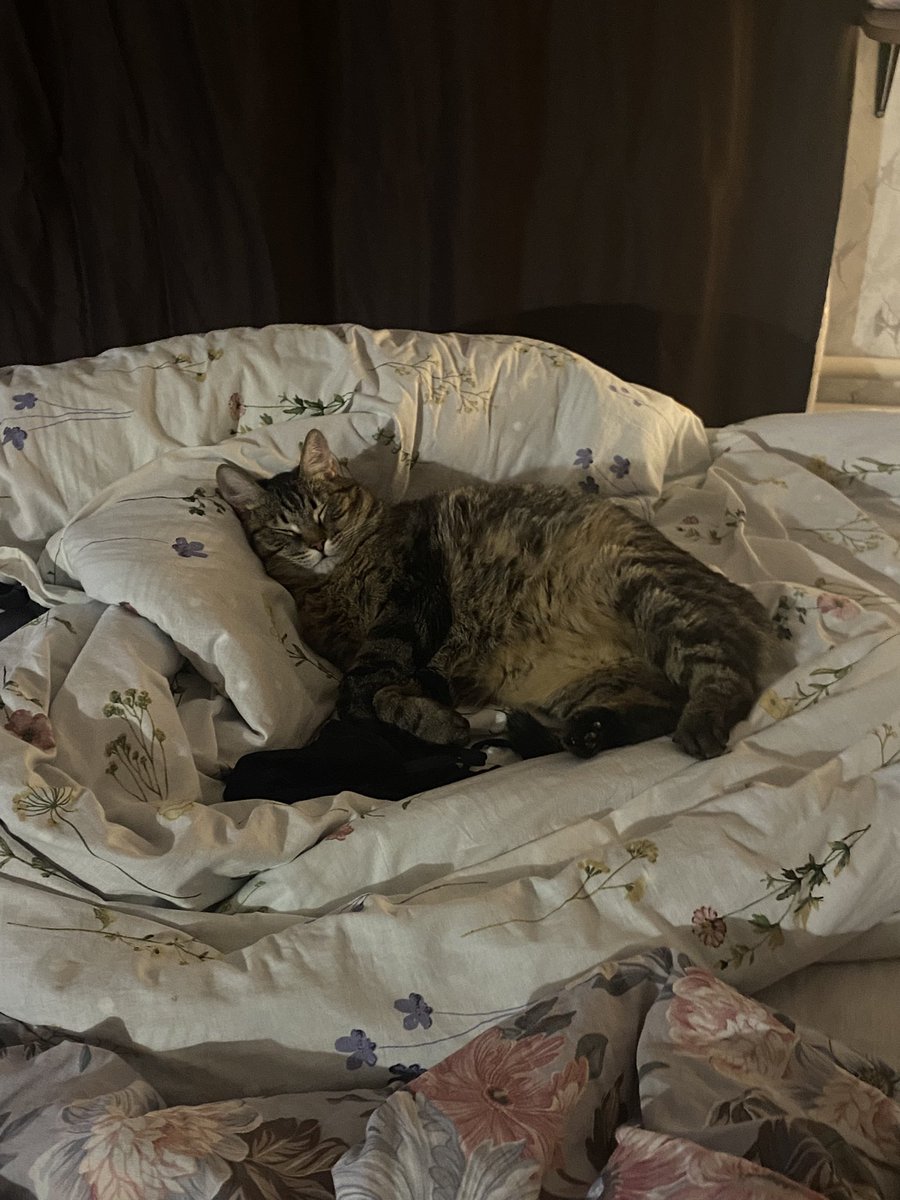 пауэр в президенты! (@wrrwrrrw) on Twitter photo 