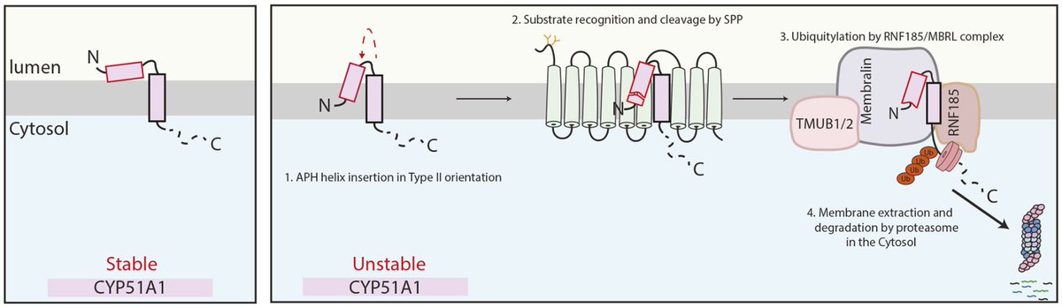 Nikita Sergejevs <a href="/NickoSunway123/">Nik Sergejevs</a>, Pedro Carvalho &amp; team find that that the intramembrane protease SPP conducts topology surveillance of CYP51A1 by initiating quality control of incorrectly inserted molecules.
Highlight: journals.biologists.com/jcs/article/13…
Article: journals.biologists.com/jcs/article/13…