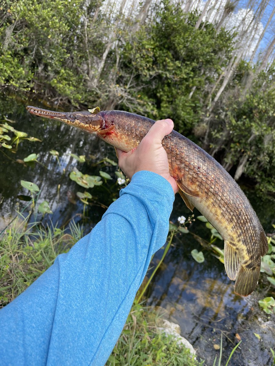 We are once again at one of the best times of the year: #GarWeek ! My appreciation for these living fossils has only grown over time. Chasing the toothy torpedos can be GARduous, but it’s well worth it
