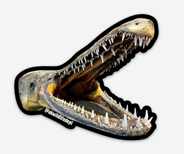 2024 GAR STICKERS ARE HERE! We chose an alligator gar in his full glory - using a photo provided by <a href="/SolomonRDavid/">Dr. Solomon David</a> at <a href="/TheGarLab/">GarLab</a>!
Buy them here: bit.ly/4gjxzYZ