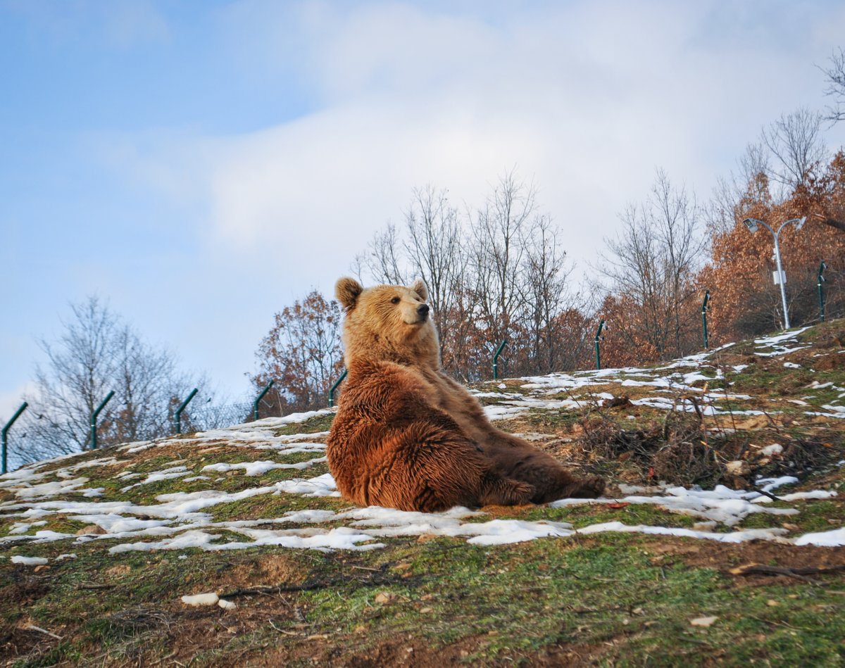 That confusing mood, when you've been waitng the real WINTER for too long, but still there are some sunny and warm days... 📷

Bear #Hope #kosovo #prishtina