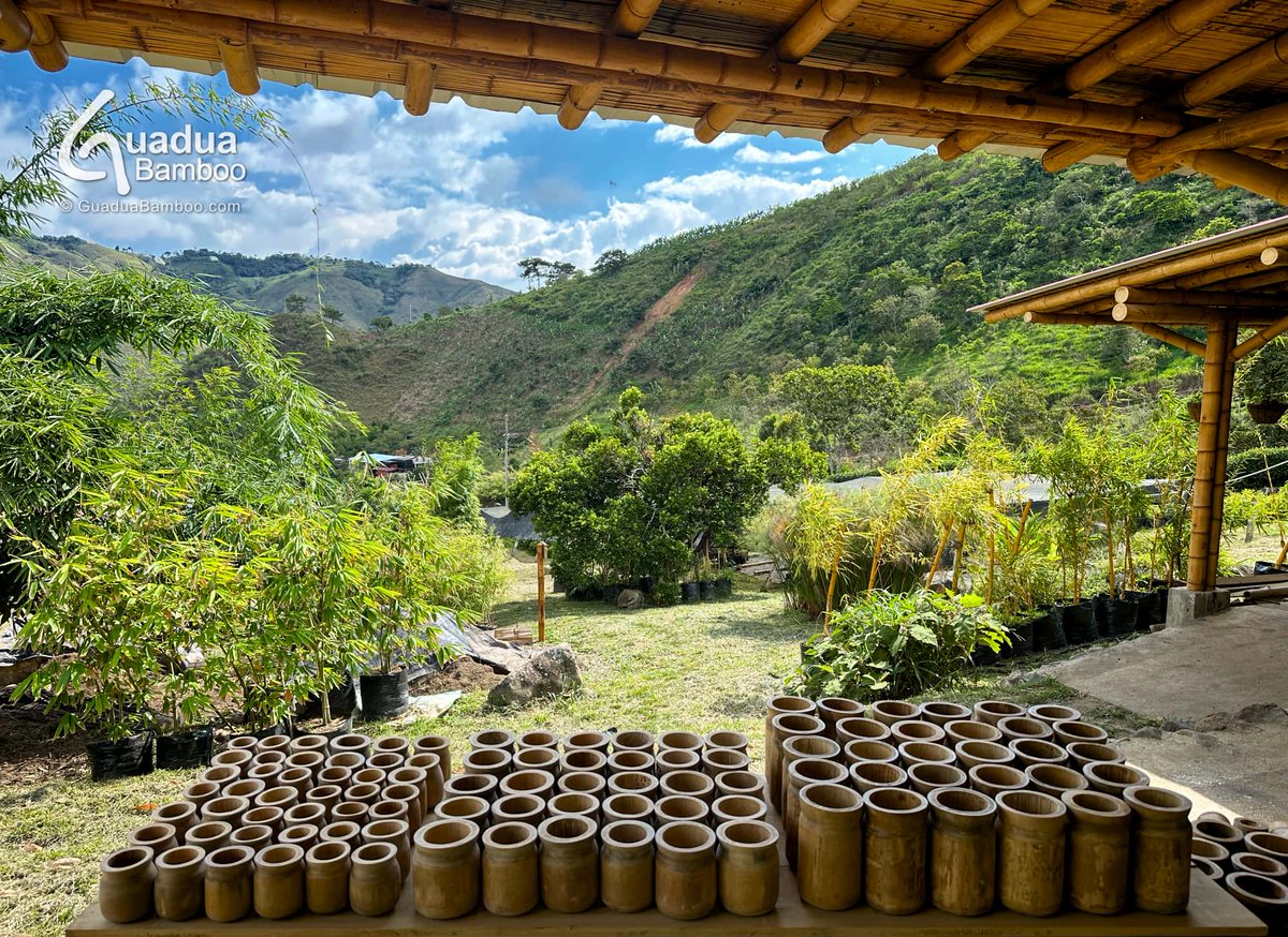 🌿✨ Add a natural and elegant touch to your spaces! 
Discover our beautiful handmade Guadua Bamboo® Vases, available in different sizes. Each piece reflects the artisanal beauty and sustainability that inspires us. Perfect for any corner of your home or office. 🌱