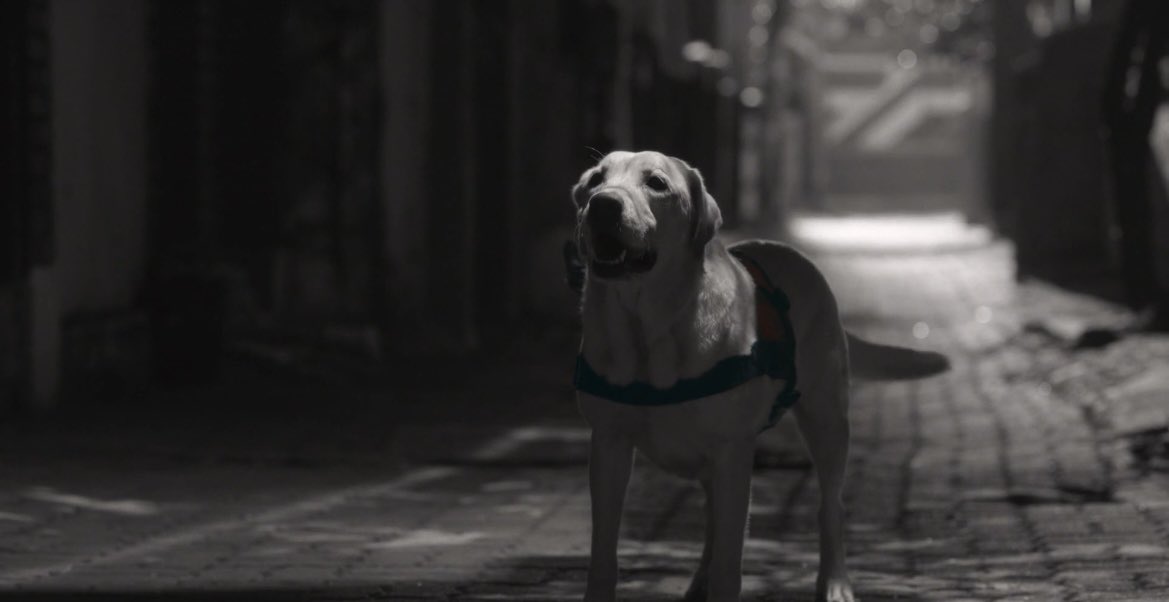 __kdramaland's tweet photo. cried a lot over the rescue’s dog story, but at least good boy max is now chilling in the light shop wearing his reindeer antlers.

#LightShopEp7 #LightShopEp8
#LightShop https://t.co/I3Nxwgxg2G