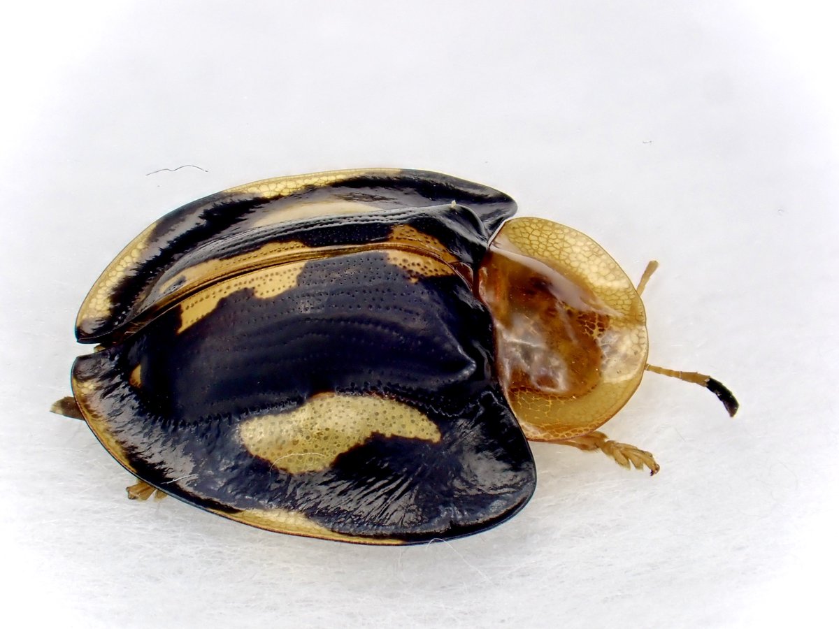 Damaster & Carabus tweet media