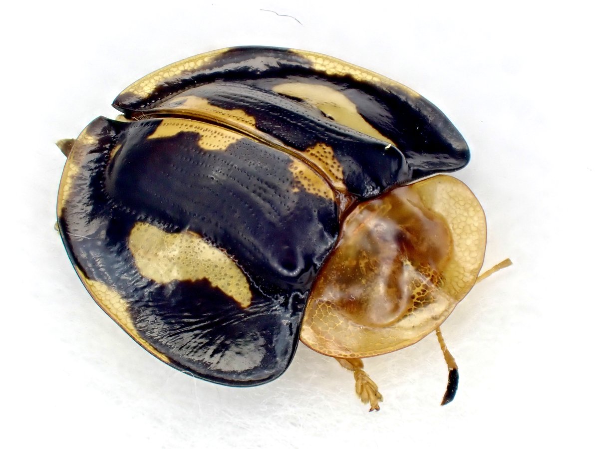 Damaster & Carabus tweet media