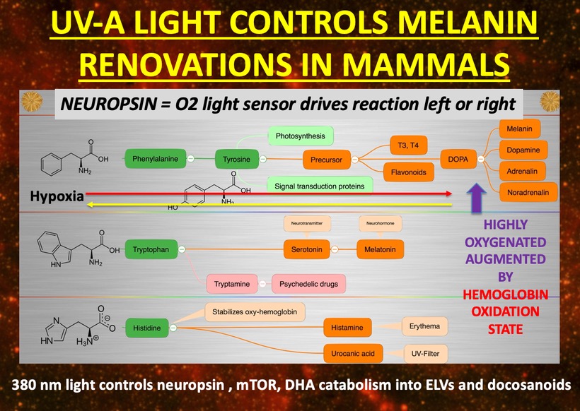 ☣️ Pleb Kruse = BTC foundationalist in exile 🟩🔆 tweet media
