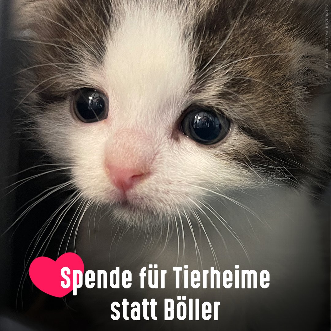 #Feuerwerk zu #Silvester bedeutet für viele Tiere Stress, Panik und Angst. 😢 Warum das Geld für #Raketen und #Böller nicht lieber an #Tierheime spenden, die z. B. für die Versorgung von #Straßenkatzen aktuell dringend jeden Euro benötigen 👉 jetzt-katzen-helfen.de/spenden

Danke von ❤️