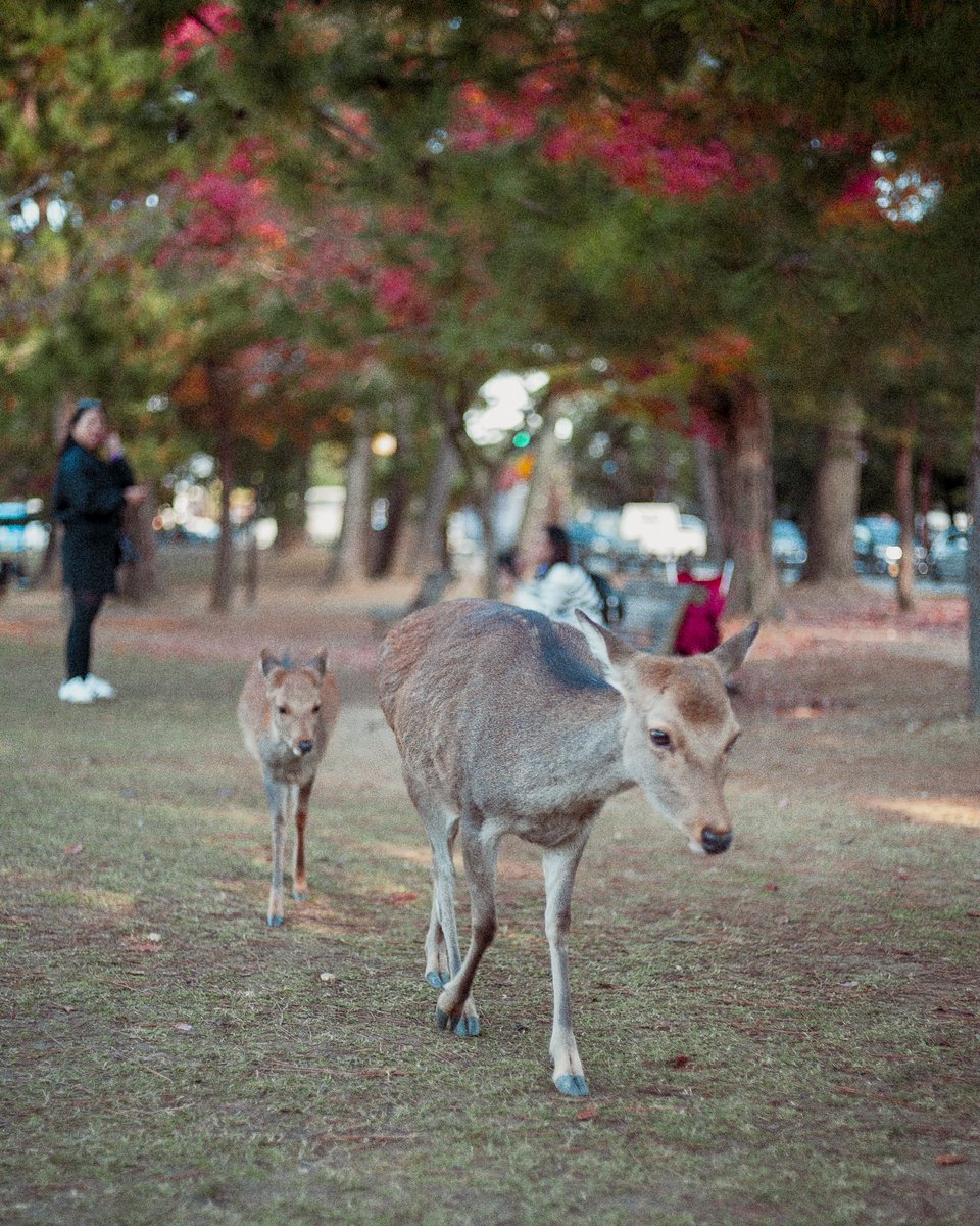 webkinzbandit's tweet photo. Deer of Narra, Japan. Teaching the younglings to bow. https://t.co/u6jEY8atpZ