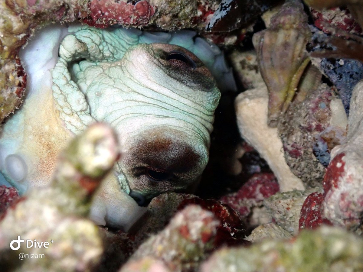Peek-a-boo from the reef! 👀 Caught this curious little octopus watching intently from their coral hideout. Those incredible eyes and textured skin perfectly showcase why these intelligent creatures are such masters of observation. Nature's brilliance in full display! 🐙