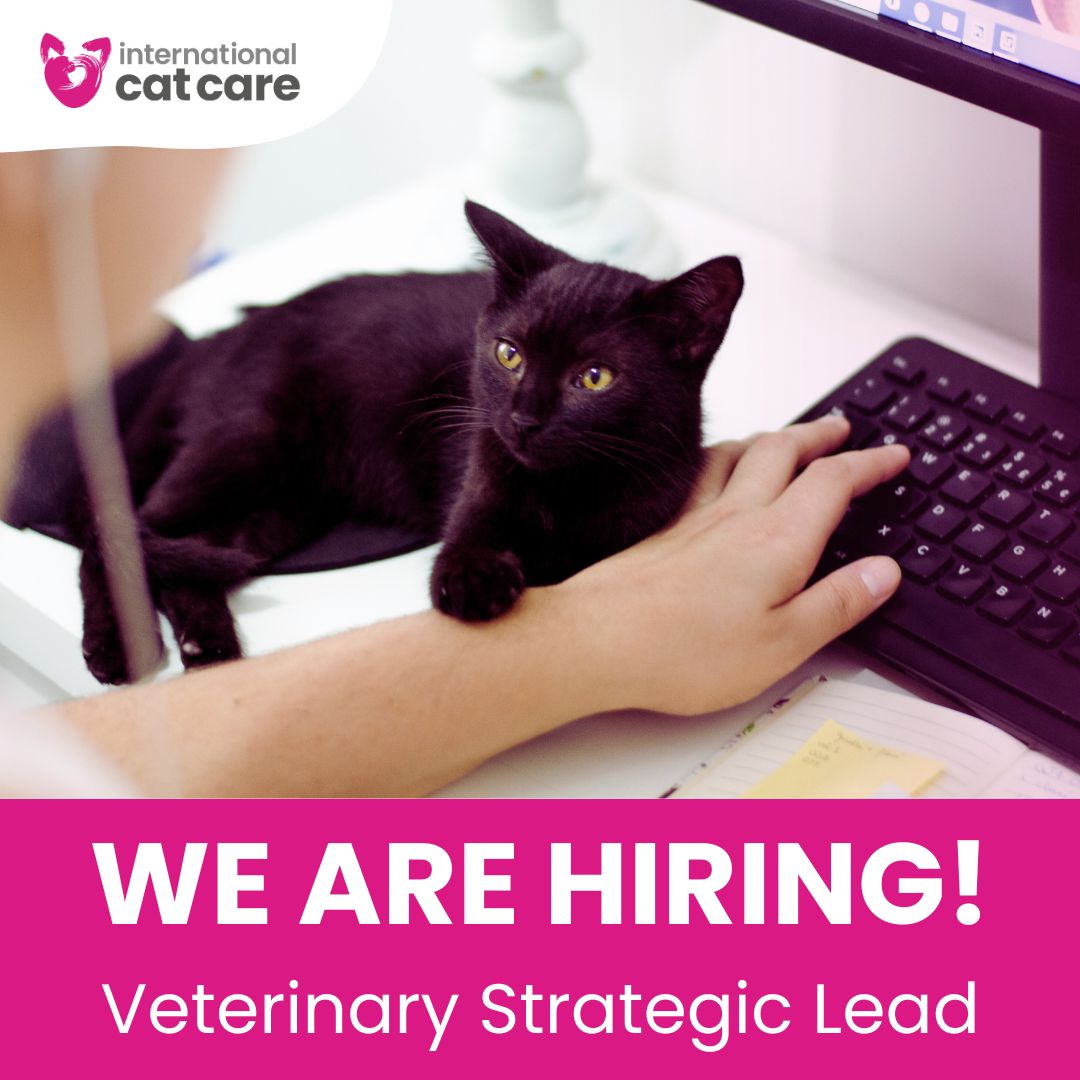 #Hiring 😻 We're looking for a Veterinary Strategic! 🩺 Provide leadership on feline veterinary medicine and cat welfare issues across our organisation, helping to advance feline veterinary science globally. Find out more 👉 go.icatcare.org/apply-veterina…