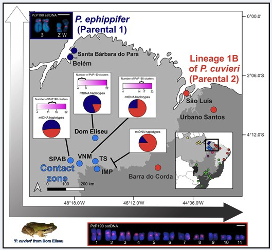 Research with satellite DNA in a contact zone between closely related lineages of frogs with different sex chromosomes reveals a cline in the number of autosomal clusters, indicating random assortment

Souza et al.
ow.ly/txQQ50Utpf8