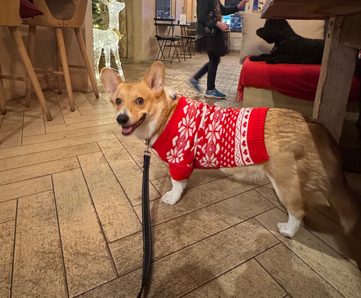 Aurelcaz's tweet image. Christmas mood 🎄

#CorgiLover #CorgiCrew #Christmas