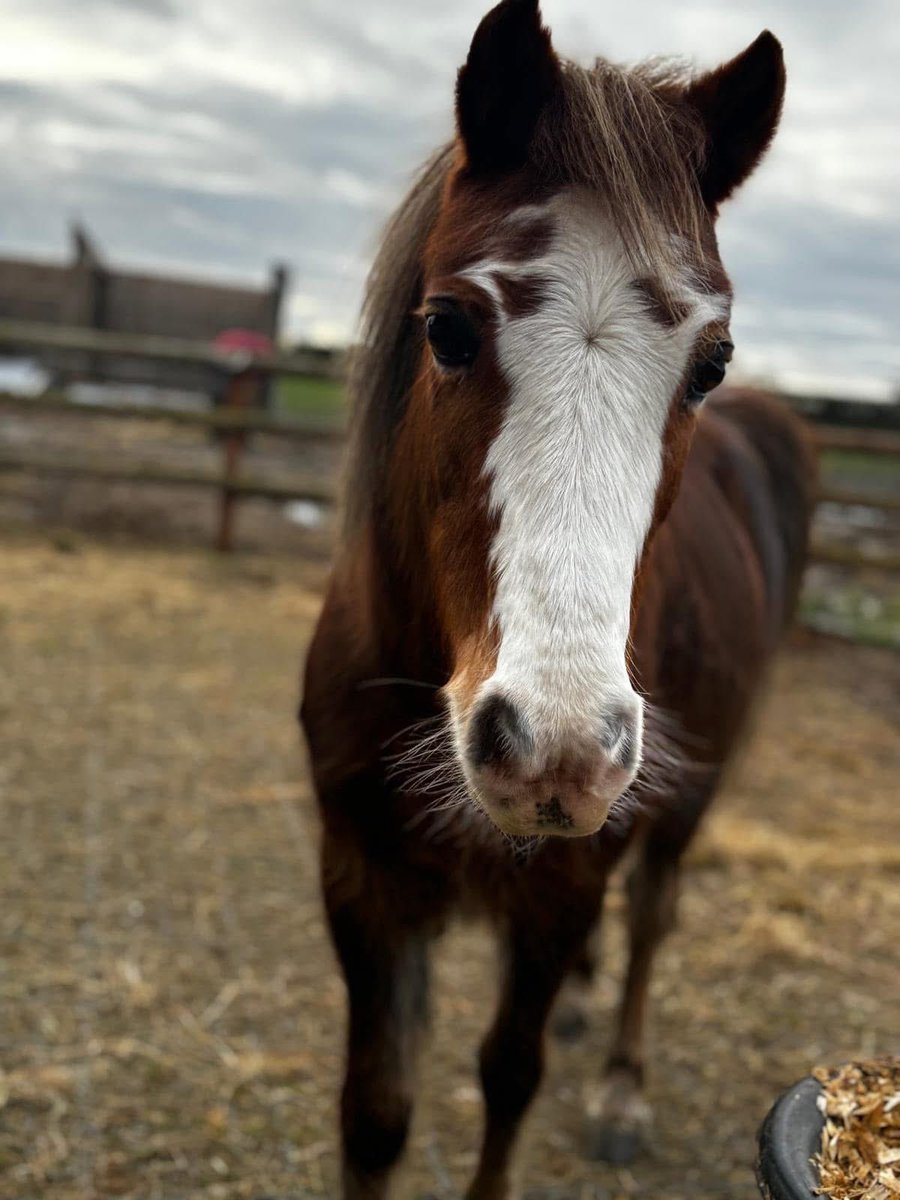 Two very cute ponies and Bertie enjoying a scratch ❤️ #pony #horses facebook.com/sue.denhamgall…
