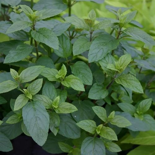 EvelynMoonVT's tweet photo. I just received Mint 'Chocolate Peppermint' Mentha x piperita Cooking Herb Culinary Kitchen Fresh Aromatic Herbs Easy to Grow Your Own by Park Farm Plants (Seed) - seed from Lab via Throne. Thank you! https://t.co/itUxx30nzf #Wishlist #Throne https://t.co/9UVZmkMuhj