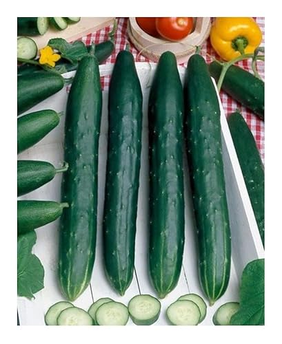 EvelynMoonVT's tweet photo. I just received PREMIER SEEDS DIRECT CUCUMBER - EARLY SPRING BURPLESS F1-20 SEEDS - ORGANIC/BIO - Single from Lab via Throne. Thank you! https://t.co/itUxx30nzf #Wishlist #Throne https://t.co/x57tN6YX5H