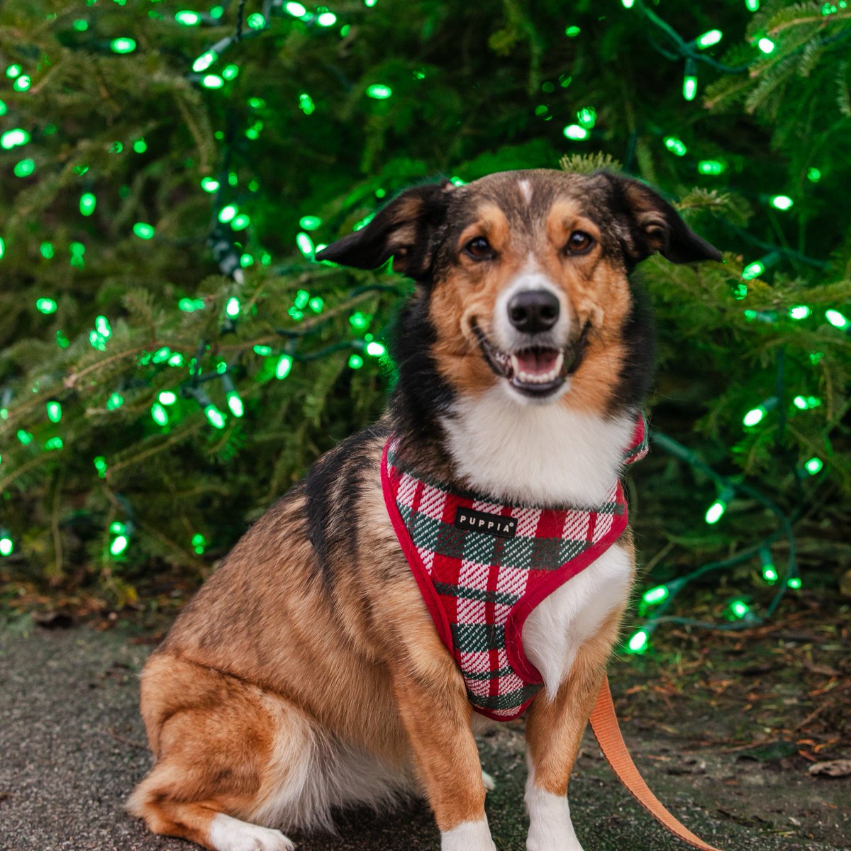 Furry friends are invited to join the festive fun for the last night of Winterlights, Dog Night on Sunday, January 5. Dogs will be treated to pup cups while wagging in a winter wonderland throughout  Winterlights 🐕 ❄️  bit.ly/3Pntwz3

#DiscoverNewfields #NewfieldsToday