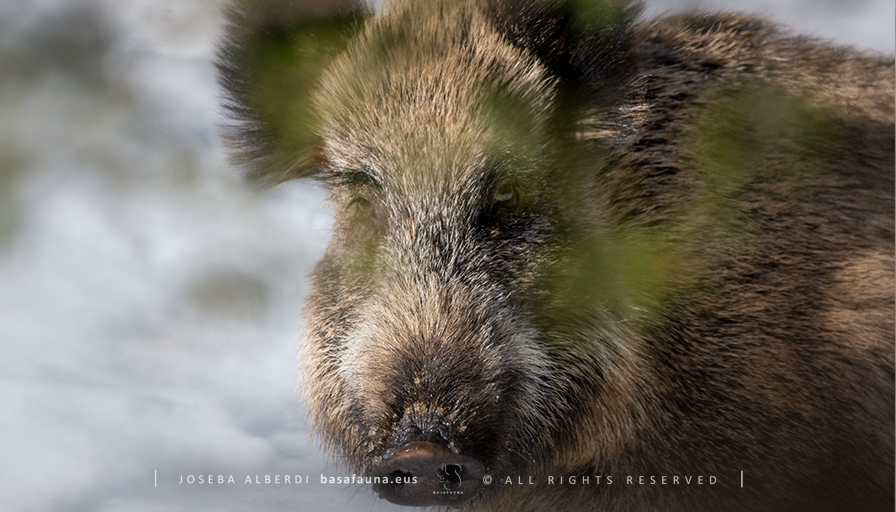 Hemen uzten dizuet 2024ko egutegian Abenduko hilabetean jarri dudan basurdeari buruzko kontakizuna.
basafauna.eus/hasiera/2024-a…