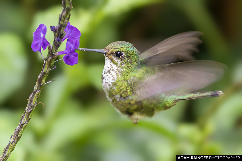 adamrainoff's tweet photo. White-booted Racket-tail (Ocreatus underwoodii), photographed at La Minga Ecolodge, near Cali, Colombia. The female shows graceful white “boots,” lacking the male’s distinctive tail.

©2021 Adam Rainoff Photographer

#OcreatusUnderwoodii #BirdPhotography #ColombianWildlife https://t.co/Oy9Y56nqMH