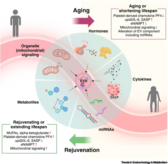 Online Now:  Inter-organ communication is a critical machinery to regulate metabolism and aging dlvr.it/TGswQV #trends #endocrinology #metabolism