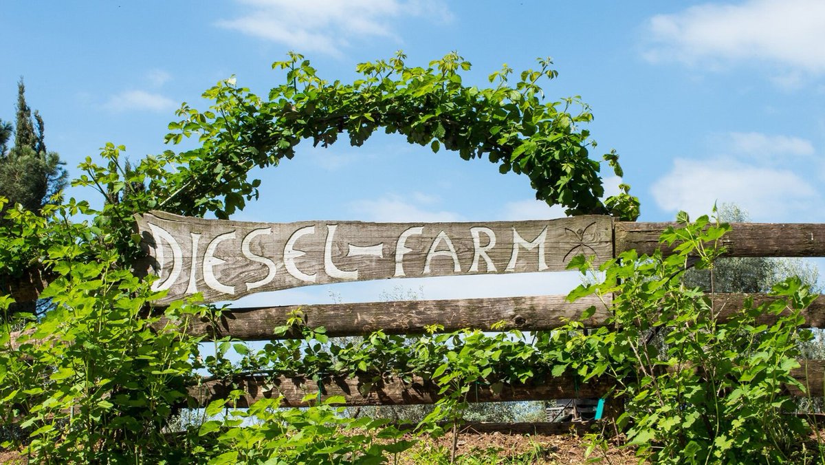 Artigianalità, sostenibilità, biodiversità, vision, territorio e tecnologie avanzate: ecco i pilastri per produrre vini di lusso. Per maggiori info leggi l’articolo  su  - foodandwinemagazine.it/diesel-farm-la…
#dieselfarm, #renzorosso, #celebrating55, #biancodirosso, #rossodirosso, #icon,  ...