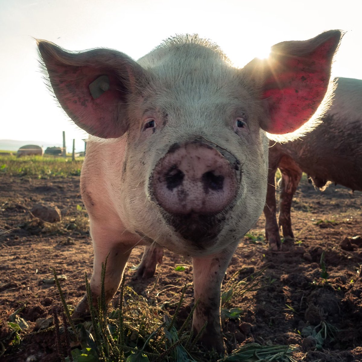 Lewis Bollard tweet media