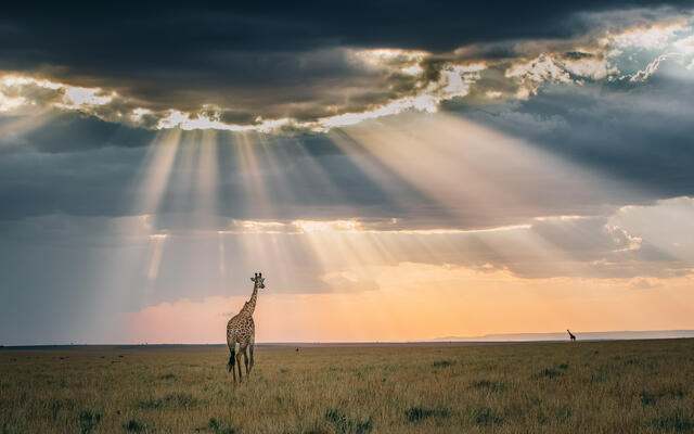 The U.S. Foundation for International Conservation Act just passed Congress. 👏 Thank you <a href="/LindseyGrahamSC/">Lindsey Graham</a> for leading the charge, and <a href="/SenatorTimScott/">Senator Tim Scott</a>, <a href="/RepJoeWilson/">Joe Wilson</a> and <a href="/RepJeffDuncan/">Jeff Duncan</a> for your support! 📷: Lakshitha Karunarathna/TNC Photo Contest 2023