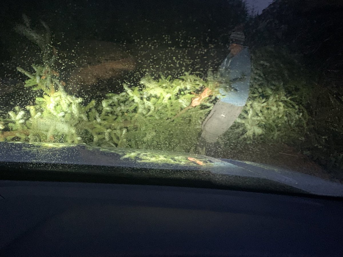 Short delay on the way to the VP today while Gus wrestled a tree off the track. Every truck should have a Gus to deploy in such situations.