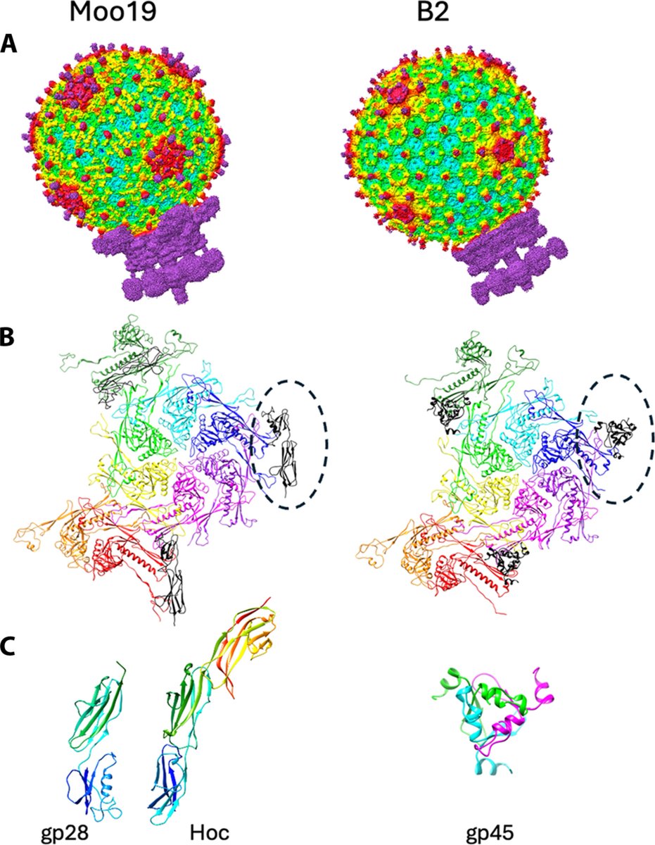 A fantastic new paper out from <a href="/Phage4Lyfe/">MSU Phage Peeps</a> and <a href="/SundharramanS/">Sundharraman Subramanian</a> in <a href="/ScienceAdvances/">Science Advances</a>--congratulations all!

"Moo19 and B2: Structures of Schitoviridae podophages with T = 9 geometry and tailspikes with esterase activity"

science.org/doi/full/10.11…