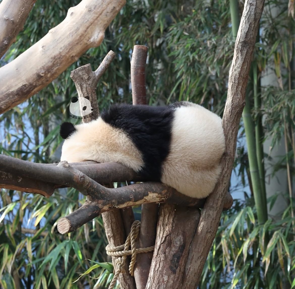 후야 복숭아 꿍디