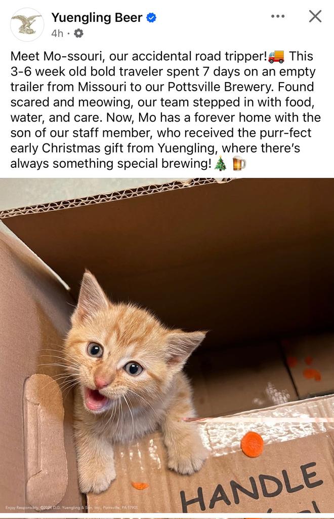 ACAAerospace's tweet image. A Christmas cat story from Yuengling beer.
